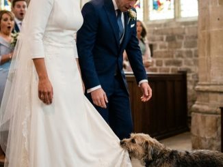 El perro se lanzó contra el altar con una furia tan desesperada que por un instante pareció querer destrozar la boda… cuando en realidad estaba intentando salvar a la novia.