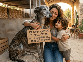 Nadie mira dos veces al perro que ya fue olvidado por todos, pero aquella noche Kapitán levantó la cabeza con una urgencia tan feroz que hasta el refugio entero pareció contener la respiración.